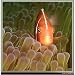 Pink Clown Fish--Matt Bailey Oceania Jigsaw