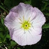 Showy Evening Primrose (Oenothera speciosa) - Jumbo Wildflower Seed Packet