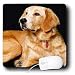 golden_retriever17golden retriever - Dogs Golden Retriever Golden Retriever Mouse Pads