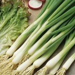 SUTTONS SEEDS: Onion Seed (Salad) White Lisbon (Winter hardy) (700 seeds)