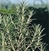David's Non-Hybrid Organic Medicinial Herb Rosemary (Rosmarinus officinalis) 80 Seeds per Packet