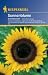 Helianthus (Sonnenblume) Schnittwunder