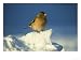 Chaffinch, Fringilla Coelebs Male Perched in Snow Strathspey, Scotland Animals Photog...