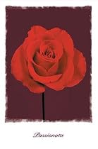 Passionata (Single Red Rose) Art Poster Print - 16" X 20"
