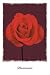 Passionata (Single Red Rose) Art Poster Print - 16