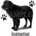 Newfoundland Womens Scoop Neck T-Shirt