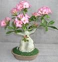 Bonsai Boy's Artificial Flowering Desert Rose Bonsai Tree<br>