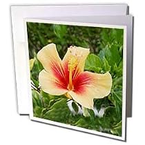 Flowers - Red and Yellow Hibiscus - Greeting Cards-12 Greeting Cards with envelopes