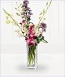 Outstanding Orchids
