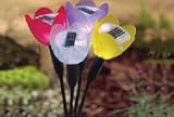 Review Gardman  / Gardman 18367d Flower Glows X4 Ayr5070