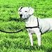 Kitchen & Housewares : Easy Walk Harness and Leash (Medium-Girth Adjusts 20-26", 6' Leash 3/4" Wide, Black/Silver Color)