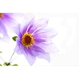 皇帝ダリアのポストカードphoto by hiromi ポストカード-えはがき絵葉書postcard- 皇帝ダリアのポストカードphoto by hiromi ポストカード-えはがき絵葉書postcard-