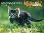 Hundkatzemaus Katzenkalender 2007.