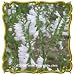 Showy Obedient Plant (Physostegia angustifolia) Jumbo Wildflower Seed Packet (600)