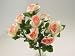 COTTAGE ROSE BUSH X 9 ******