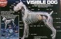 VISIBLE DOG
