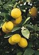 Meyer Lemon Tree One Gallon
