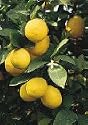 Meyer Lemon Tree One Gallon