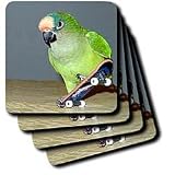 Birds - Skateboard Conure - Coasters