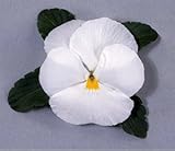 パンジービオラパンジー オトノ「ホワイト」1株