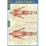 Pocket Anatomy Laminated Reference Guide (Quick Study)