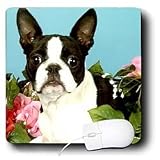 Dogs Boston Terrier - Emma Boston Terrier - Mouse Pads