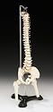 Flexible Desk-size Vertebral Column Item #: CS85X