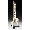 Desk-Size Vertebral Column