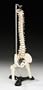 Flexible Desk-size Vertebral Column Item #: CS85X