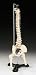 Flexible Desk-size Vertebral Column Model CS85X with Stand