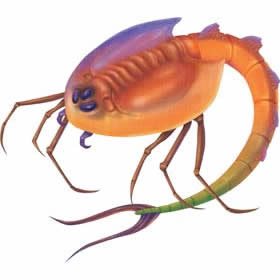 Childrens Toyshop  Toys : Triops