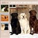 labrador16  - 365 Days of Labrador Retrievers 2010 Wall Calendar