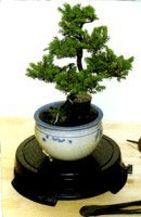 Bonsai Boy's Bonsai Turntable<br>Indoor or Outdoor