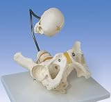 Childbirth Demonstration Pelvis