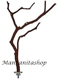 Large Manzanita Bird Perch (11" to 12")