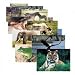 Wild Animal Poster Set