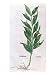 Baytree, Illustration for The Herbarium by Leonhart Fuchs, Published in Basel, 1555 Giclee Poster Print by German School, 18x24