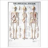 The The Skeletal System 3D Raised Relief Chart