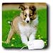 sheepdog42 - Dogs SheltieShetland Sheepdog Sheltie Poppy Mouse Pads