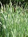 Reedmace/Bulrush Pond Plant