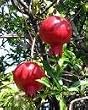 Pomegranate Granada Five Gallon