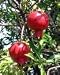 Pomegranate Granada Five Gallon