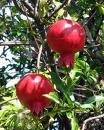 Potted Pomegranate Plant