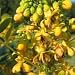 Cassia hebecarpa (Wild Senna) - Bulk Wildflower Seeds