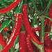 Organic Ring-O-Fire Cayenne Chile Pepper 50 Seeds
