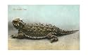 Horned Toad Animals Art Poster Print, 17x11