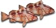 Red Grouper Fillet, 1 Pound