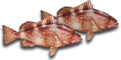 Red Grouper Fillet, 1 Pound