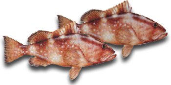 Red Grouper Fillet, 1 Pound by Fresh Choice Seafood