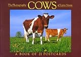 Cows